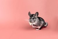 De chinchilla mogen we misschien toch als huisdier houden