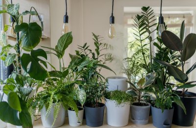 Met je kinderen een moestuin beginnen doe je zo